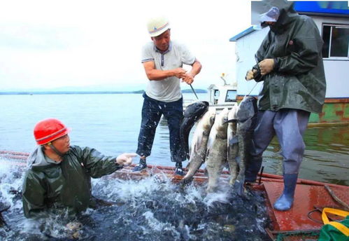 水產養殖助力鄉村振興 長壽之鄉貴州印江、湖北鐘祥、貴州赤水的實踐探索與飼料銷售新機遇