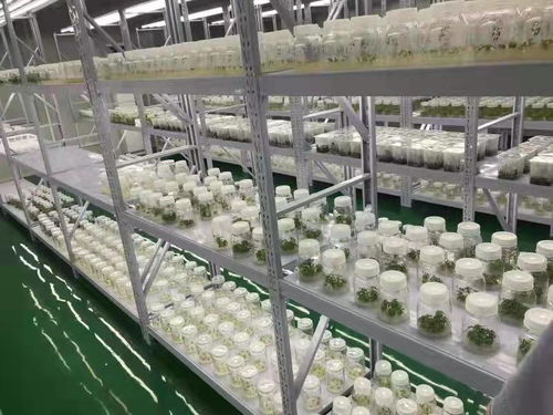 武漢蔬菜花卉種苗工廠化生產標準化試點項目成效顯著 商品苗提升超5%，畜牧漁業飼料銷售同步增長