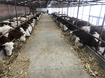 平頂山西門塔爾大型中轉基地 現代畜牧漁業飼料銷售的關鍵樞紐